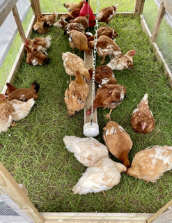 Broilers at processing time Small.png