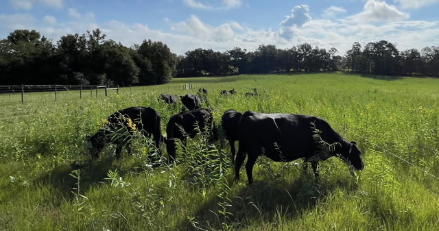 Cows enjoying Summer 2023 Annuals