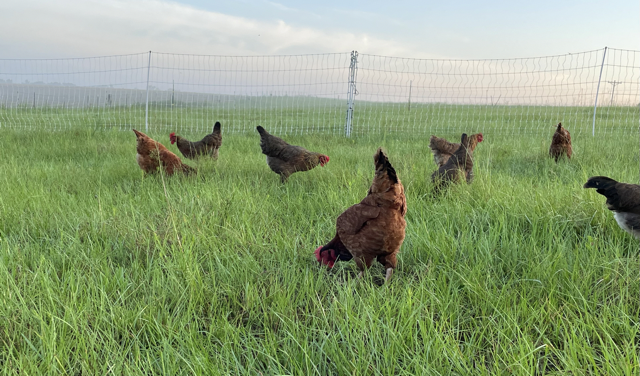 Egg Laying Hens Foraging
