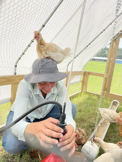 helping chicken